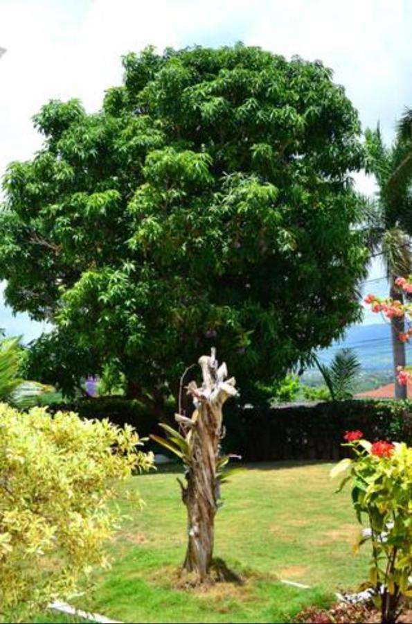 Castlevue B&B Montego Bay Zewnętrze zdjęcie